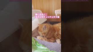 ふみふみしながら寝る子猫…ネズミをチュッチュ🤤 #cat #子猫 #ねこ