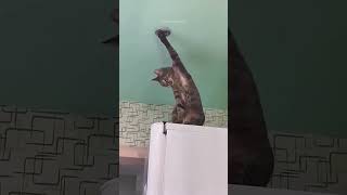 #funnyanimals #foryou #funnyshorts #memes #funnycats  #LL