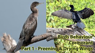 Bird Activities | Cormorant | Preening and Drying Wings