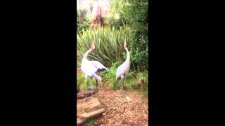 Brolga trumpeting