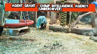 Agent Grant: Chimp Intelligence Agency (Undercover)