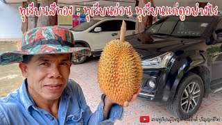 ทุเรียนสีทอง : ทุเรียนอ่อน ทุเรียนแก่ดูอย่างไร | EP.40