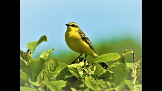 サロベツの野鳥　2021