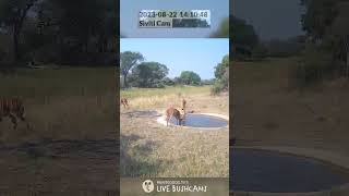 LIVE BushCam Highlight - Nyala