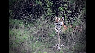 Mudumalai and Bandipur jungle safari | Shot on Nikon Z6