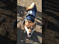 千里川土手で出会ったワンちゃん🐕‍🦺飛行機のエンジン音に少しビックリでしたね😉　　☆飼い主さんの了解のもと投稿しました。