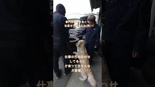 真剣な仕事の打ち合わせ中！付きまとう大型犬