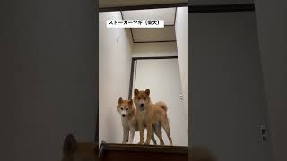 爆睡してても出待ちしてる柴犬達…#柴犬 #dogs #しばいぬ #柴犬親子 #ケルベロス