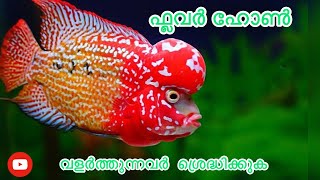 Flowerhorn fish caring Malayalam | flower horn fish  | Details and Review | Fish and Fresh