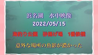 浜名湖水中映像　新居海釣り公園　砂揚げ場　1番鉄橋周辺　意外な場所の魚影が濃かった