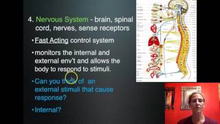 11 Human Body Systems