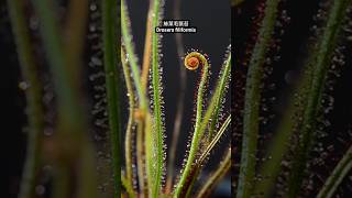 絲葉毛氈苔 Drosera filiformis