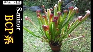 食虫植物サラセニア「Sarracenia minor　BCP系」をご紹介!!【carnivorous plants・Sarracenia】