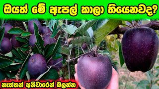 ඔයත් මේ ඇපල් කාලා තියෙනවද | Black Daimond Apple Sinhala | Expensive Apple | Neth Aruma