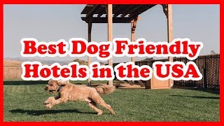 5 Best Dog Friendly Hotels in the USA | Love Is Vacation