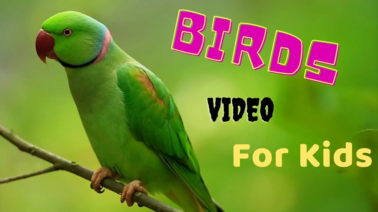 Birds Video For Kids Birds Name And Sound Youtube