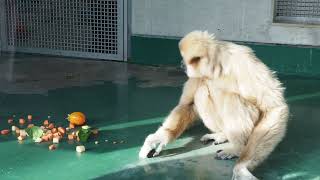 シロテテナガザルさわし柿20211210/A gibbon eats a persimmon that has had its astringency removed with shochu.