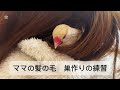 吾輩は文鳥である。文鳥の過ごし方って java