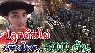 ปลูกต้นไผ่สร้างไพร 500 ต้น