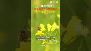 四川达州百万亩油菜花开成金色海洋，花田沿河流铺展，倒影将河水都染成金黄～#Pandaeyes