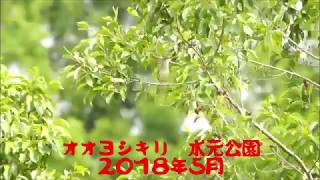 オオヨシキリ ２　水元公園２０１８年５月