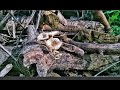 Wild mushrooms at the woods! |Baby oyster mushrooms?