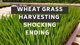 Best Wheatgrass Harvested (weight we got will be Shocking)