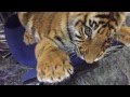 Cute little tiger cub wants the chair for himself