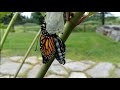 monarch eclosion