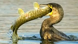 Cormorant catches and eats a huge carp | hungry cormorant swallows big fish |