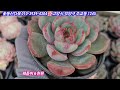 24.12.14 🌸착한가격 예쁜다육 54종 소개해요🌸 묵둥이 사과꽃 쥬피터군생 뮤즐리대품군생 오란씨군생🌸 꽃동산다육 010 3939 4304 전국택배가능 유료광고포함