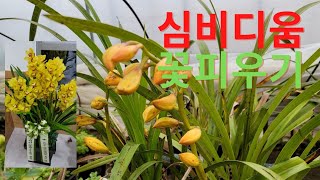 심비디움 꽃이 피었습니다●2년을 기다려 핀 심비디움●봄화단관리_ep.1