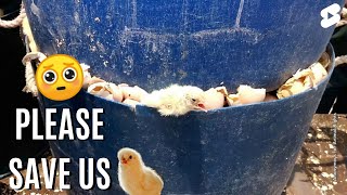 Do You Know What Happen To Male Chicks 🐥 In The Egg Industry |#1minuteindia