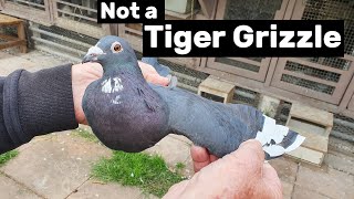 Why this Pigeon is not a Tiger Grizzle