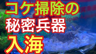 コケ対策 秘密兵器   海水水槽  サンゴモエビ