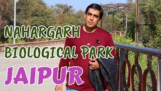 Nahargarh Biological Park | Jaipur Rajasthan | Nahargarh Lion Safari | Jaipur wildlife |