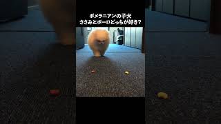 子犬ポメラニアンの好きなおやつ選手権