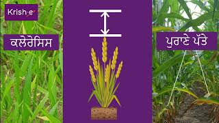 ਪੌਦਿਆਂ ਵਿੱਚ ਨਾਈਟ੍ਰੋਜਨ ਦੀ ਕਮੀ | Management of Nitrogen Deficiency in Plants