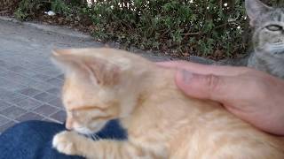 公園のベンチに座ったら子猫が膝の上に乗って来てそのまま寝ちゃいました。