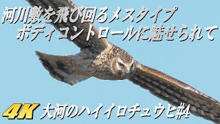 【大河のハイイロチュウヒ・メスタイプ #4】サービスよく河川敷を飛び回る