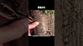 ［科普知识］你见过长痘痘的树吗？ #科普