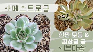 (6월4일) 너무예쁜 아메스트로금.군생/ 한판모듬부터 각종생얼\u0026금무지까지!!