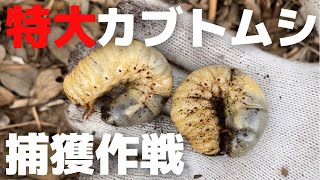 春の昆虫採集！100均商品で40gのカブトムシ幼虫を狙え!!