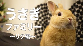 我が家のうさぎ紹介！〜リク編〜【Rabbit introduction of my family!  ~Riku episode~ 】#85