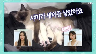 [냥이와 멍이_1회 하이라이트] 힐링 냥이, 해피 멍이의 탄생!