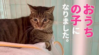 庭にやってくる最後の地域猫を保護して、動物病院へ連れて行きました。