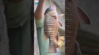 ചെമ്പല്ലി ചാകര🐟🐠 #fishing #fish #shortsfeed #youtubeshorts #shorts #trending #viral #views