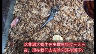 入侵种非洲大蜗牛在虫堆待几天后，你觉得它还能存活下来吗？