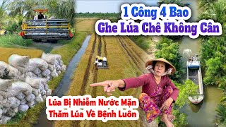 Hết Cứu Một Công Bốn Bao, Thương Lái Chê Bỏ Không Lấy, Lúa Vùng Ven Biển Bị Nhiễm Mặn Quá Thất