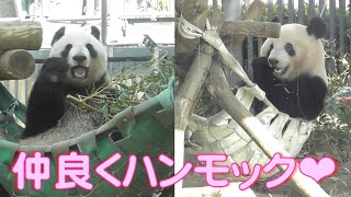 2/12シャンシャンもシンシンも❤やっぱりハンモック大好き！可愛いもぐもぐタイム❤上野動物園【パンダ生活チャンネル】